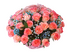 Милая Джумилия